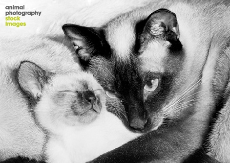 Siamese cat love