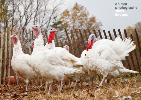 Domestic Turkey