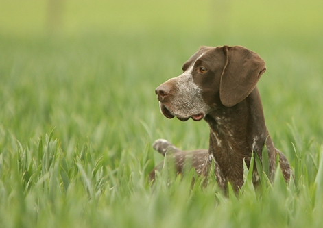 Nick Ridley, Animal Photography