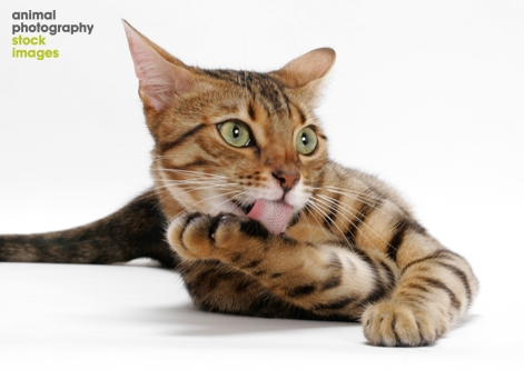 bengal licking animal photography tetsu yamazaki AP-09NKGJ