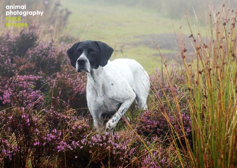 Pointer pointing in misty heather Photo Animal Photography, Eva-Maria Kramer