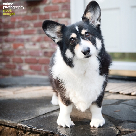 Corgi on the dorr step, Animal Photography, Leesia Teh