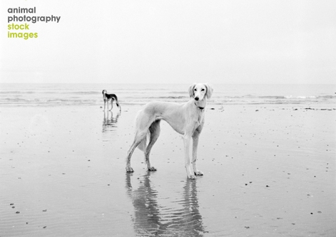 Salukis at the Beach