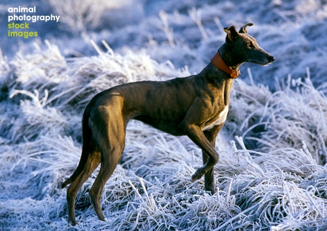 Greyhound on a frosty day, Animal Photography Ron Willbie