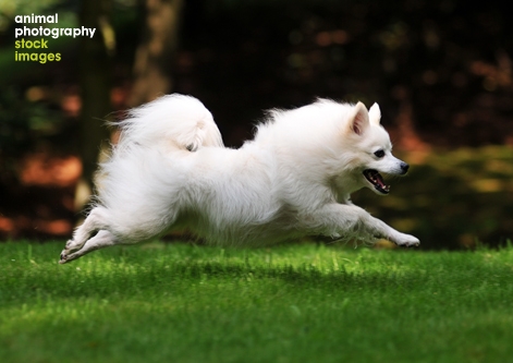 Volpino Italiano Spitz type dog Alice van Kempen