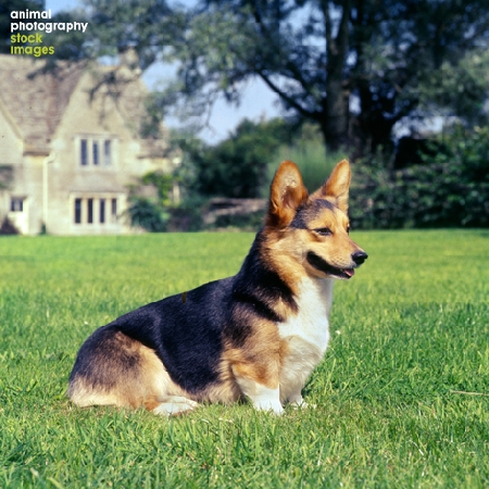 Corgis Ch Wey Blackmint Animal Photography, Sally Anne Thompson