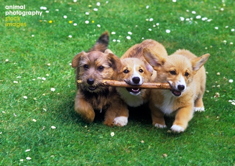 Corgis with a Norfolk Terrier, Ron Willbie