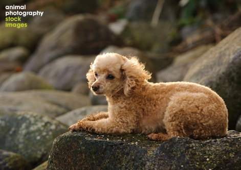 Toy_Poodle_Tara_Gregg