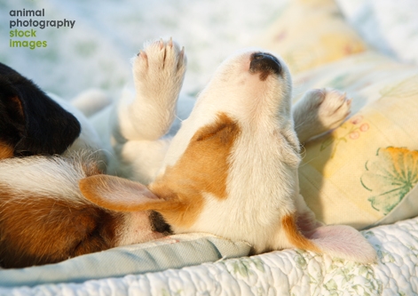 Cute dog sleeping by Barbara OBrien Animal Photography