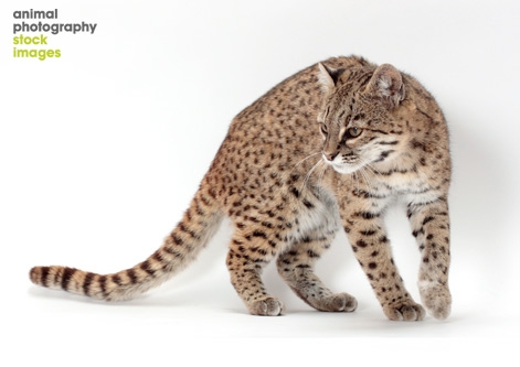 Geoffroy's cat by Tetsu Yamazaki