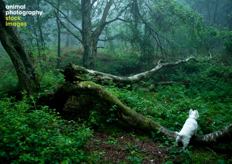 West Highland White