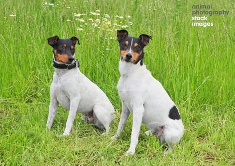 spanish terrier dog