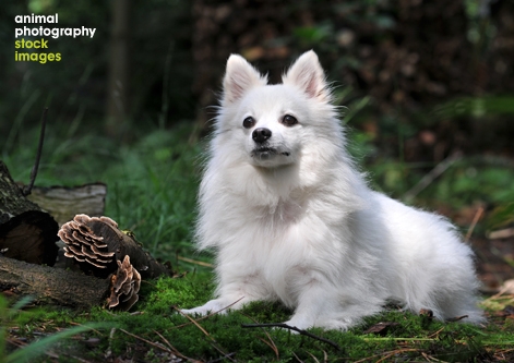 Volpino Italiano photo Animal Photography Alice van Kempen