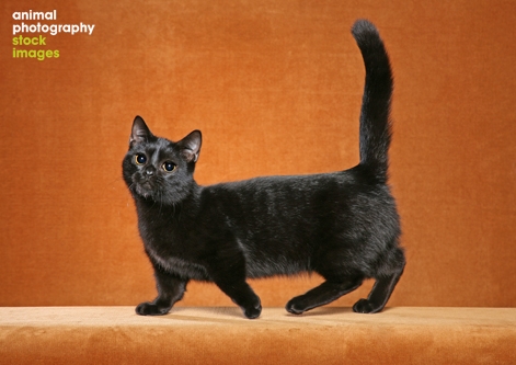 Munchin cat photo Animal Photography, Helmi Flick