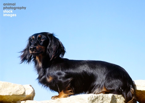 Dachshund_Longhaired