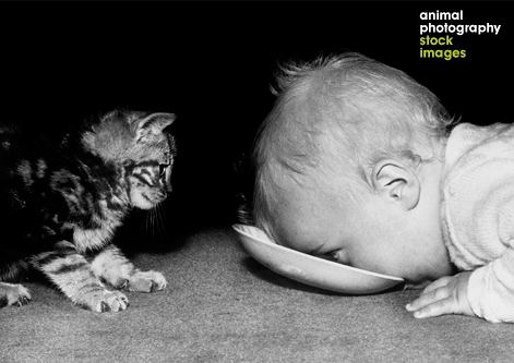 Paul Kaye Animal Photography Kitten and Baby, classic imagery