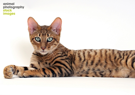 Toyger cat