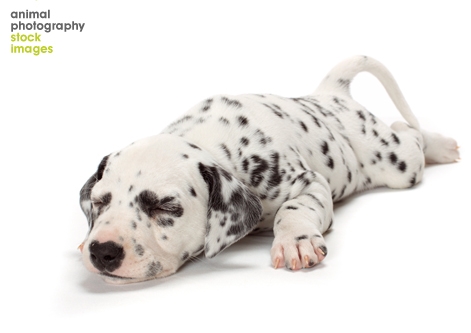 Cute Damatian dog sleeping Tetsu Yamazaki Animal Photography