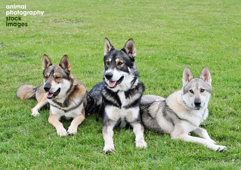 Three Tamaskan Dogs photo by Eva Maria Kramer