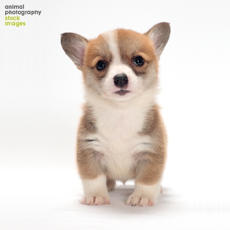 Adorable cute Corgi by Animal Photography Tetsu Yamazaki