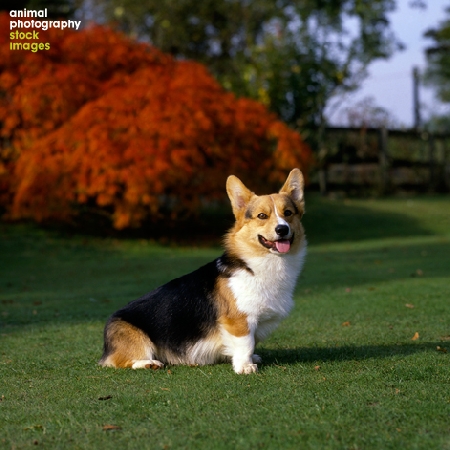 Corgi Champion Ermyn Sugar Loaf Of Lees by Sally Anne Thompson 