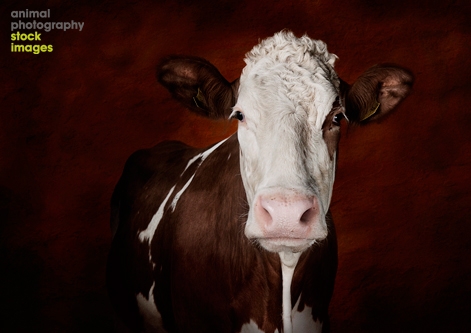 Simmental cow Britta Jaschinski