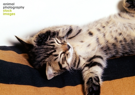 Cute kitten sleeping Sally Anne Thompson Animal Photography