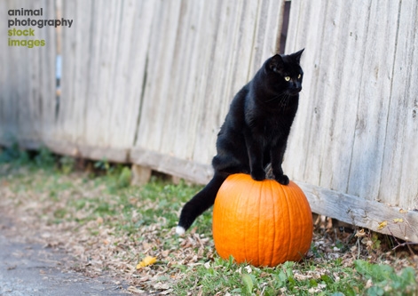 Black Halloween cat on pumpkin _ Anita Peeples
