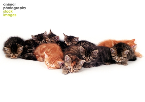 cute kittens sleeping Alan Robinson Animal Photography