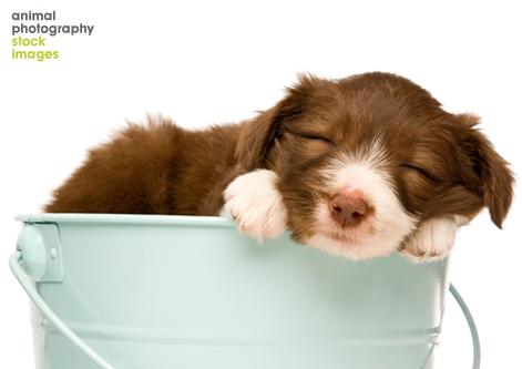 Cute puppy sleeping in bucket Paul Cotney Animal Photography