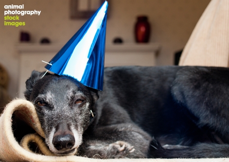 Party_Dog_Lurcher_Photo_by_Leanne_Graham