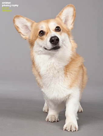 Corgi studio shot Animal Photography, Barbara OBrien